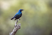 Greater Blue-eared Glossy Starling (Lamprotornis chalybaeus) isolated in natural background in Kruger National park, South Africa