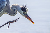 Portrait of Grey Heron (Ardea cinerrea) scratching in Kruger National park, South Africa