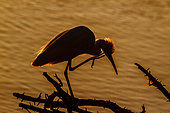 Little egret (Egretta garzetta) in backlit in Kruger National park, South Africa