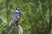 Pied kingfisher (Ceryle rudis) perched isolated in natural background in Kruger National park, South Africa