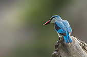 Woodland kingfisher (Halcyon senegalensis) perched on a log in Kruger National park, South Africa