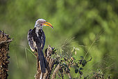 Southern yellow billed hornbill (Tockus leucomelas) perched in rear view in Kruger National park, South Africa