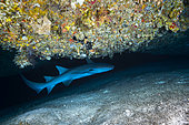 Requin nourrice (Ginglymostoma cirratum), Requin dormeur de la twilight zone rencontré à l’entrée d’une grotte à 75 mètres de profondeur, au pied du second tombant, Mayotte
