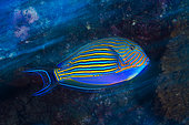 Lined surgeonfish (Acanthurus lineatus) in reef, Mayotte