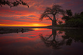 Baobab and small basin filled with water during high tide and sunset. South Mayotte