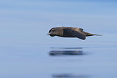 Jouanin's Petrel (Bulweria fallax), side view of an individual in flight over the sea in Oman
