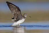 Green Sandpiper (Tringa ochropus), side view of an adult at take off, Campania, Italy