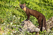 Pine Marten (Martes martes), side view of an adult male standing on a rock