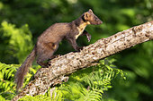 Pine Marten (Martes martes), side view of an adult male walking on an old trunk