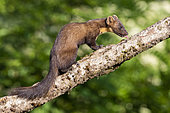 Pine Marten (Martes martes), adult perched on an old trunk, Campania, Italy