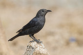 Tristram's Starling (Onychognathus tristramii), side view of an adult female standing on a piece of a wall, Dhofar, Oman
