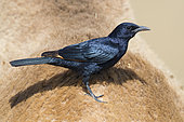Tristram's Starling (Onychognathus tristramii), adult male standing on the fur of a Dromedary Camel