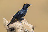 Tristram's Starling (Onychognathus tristramii), side view of an adult male standing on the head of a Dromedary Camel