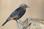 Tristram's Starling (Onychognathus tristramii), side view of an adult female standing on an old trunk, Dhofar, Oman