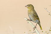 Ruppell's Weaver (Ploceus galbula), adult female perched on a branch, Dhofar, Oman