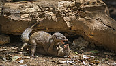 Two Common dwarf mongoose (Helogale parvula) fighting in Kruger National park, South Africa