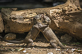 Two Common dwarf mongoose (Helogale parvula) fighting in Kruger National park, South Africa