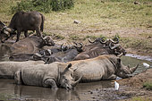 Three Southern white rhinoceros (Ceratotherium simum simum) and african buffalo bathing in water pond in Kruger National park, South Africa