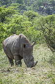 Southern white rhinoceros (Ceratotherium simum simum) eating in green savannah in Kruger National park, South Africa
