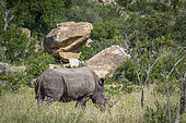 Southern white rhinoceros (Ceratotherium simum simum) in boulder scenery in Kruger National park, South Africa