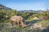 Southern white rhinoceros (Ceratotherium simum simum) in mountain scenery in Kruger National park, South Africa