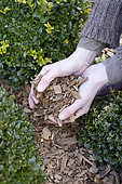 Supply of wood chips at the foot of shrubs, mulching. Crushed wood, like oak in chips, is a cheap and decorative mulch. It decomposes by releasing humus, in about two years, but in the meantime causes a hunger for nitrogen, linked to the transformation of wood into humus by soil bacteria. It is well suited to mulch at the foot of box.