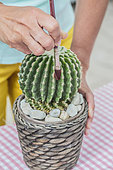 Cleaning a Barrel cactus (Echinocactus grusonii) with a brush.