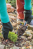 Laying a mineral mulch at the neck of a plant against winter cold.