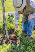 Fertilizer feed at the foot of an apple tree. 2: scratch to incorporate the fertilizer and make it penetrate the ground. Feeding a fruit tree is often necessary if the land is poor or biologically active.