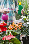 Care of indoor plants. Indoor flowers need precise care to last longer.