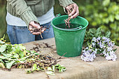 Woman making an extract of saponaire roots. Saponaria manure, a plant providing a natural soap, is obtained by letting the roots soak for a few days in the water. It serves as an additive to natural sprays, by strengthening the adhesion of liquids on the leaves: it is a wetting agent.