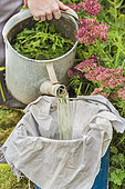 Preparation of a tansy extract (filtration). The purse of tansy, obtained by letting tansy leaves macerate in water for a few days, repels insect pests. It is an insect repellent product, which inhibits the development of caterpillars and other unwelcome crops.