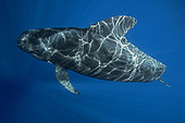 Short-finned pilot Whale (Globicephala macrorhynchus), Tenerife, Canary Islands, Spain, Atlantic Ocean