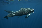 Short-finned pilot Whale (Globicephala macrorhynchus) female carying a born dead calf, Tenerife, Canary Islands, Spain, Atlantic Ocean