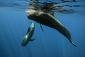 Short-finned pilot Whale (Globicephala macrorhynchus), Tenerife, Canary Islands, Spain, Atlantic Ocean