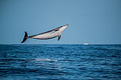 Bottlenose Dolphin (Tursiops truncatus) jumping, Tenerife, Canary Islands, Spain, Atlantic Ocean