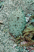 Wide-eyed Flounder (Bothus podas), Tenerife, Canary Islands, Spain, Atlantic Ocean