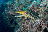 Fangtooth Moray (Enchelycore anatina), Tenerife, Canary Islands, Spain, Atlantic Ocean