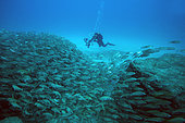Bastard Grunt (Pomadasys incisus) and diver, Tenerife, Canary Islands, Spain, Atlantic Ocean
