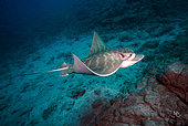 Bull Ray (Aetomylaeus bovinus), Tenerife, Canary Islands, Spain