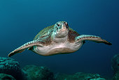 Green Turtle (Chelonia mydas), Tenerife, Canary Islands, Spain, Atlantic Ocean