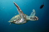 Green Turtle (Chelonia mydas), Tenerife, Canary Islands, Spain, Atlantic Ocean