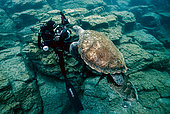 Green Turtle (Chelonia mydas) and diver, Tenerife, Canary Islands, Spain, Atlantic Ocean
