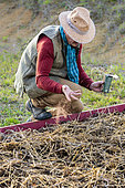 Man sowing a green manure : Crimson Clover (Trifolium incarnatum)