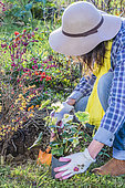 Woman planting a Black hellebore (Helleborus niger) in autumn.
