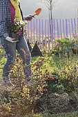 Woman planting a hellebore in winter. The Black Heleborus (Helleborus niger) can be planted during the cold season.