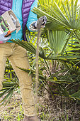 Homme apportant un engrais (corne broyée) à un Palmier de Chine (Trachycarpus fortunei)