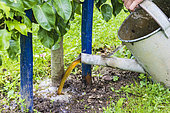 Supply of comfrey manure to a fruit tree (pear tree). Organic fertilization of a pear tree trellised with a homemade fertilizer