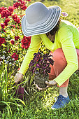 Woman planting a coleus in a massif. Bridging a gap in a massif by planting a summer plant, here a Coleus (Solenostemon scutellarioides).
