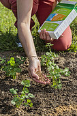 Organic fertilizer supply to vegetables (celeriac).